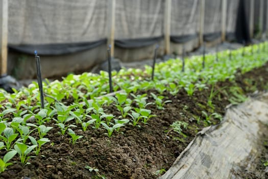 Close up of young green vegetable seedlings thriving under a drip irrigation system inside a greenhouse.