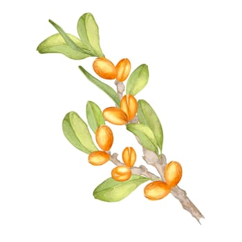 Slender argan branch with orange fruits and lush green leaves. Botanical watercolor clipart. Great for use in eco-themed patterns, product branding, and promotional designs for skincare products.