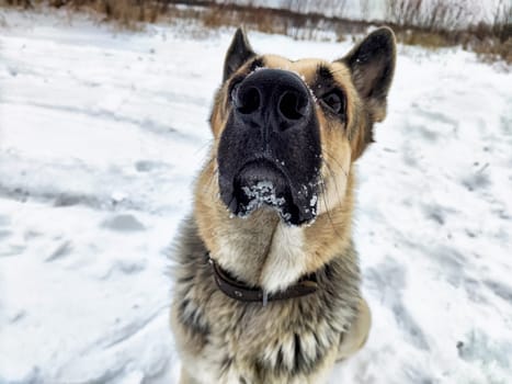 Dog German Shepherd in winter day, white snow and tree around. Waiting eastern European dog veo in park or forest. Partial focus