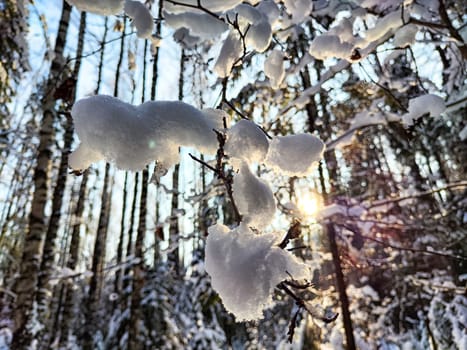 Branches adorned with soft, white snow catch the warm rays of sunlight in a tranquil winter forest, showcasing nature's beauty.