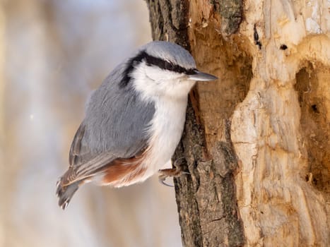 Close-up portrait of Nuthatch perched or Sitta europaea on tree trunk in winter park