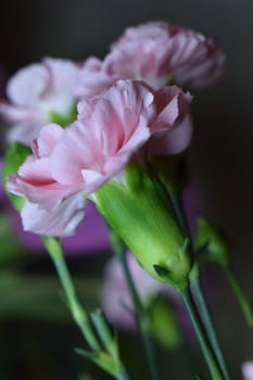 A close-up view of pink carnations, showcasing their delicate petals adorned with various shades of pink and white. The blurred background emphasizes the sharp focus on the foreground flowers