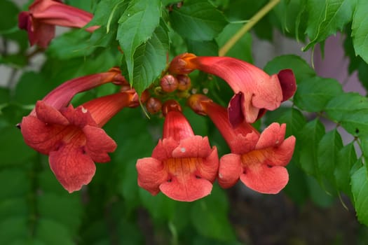 A close-up of a cluster of vibrant orange trumpet-shaped flowers of campsis. The flowers are blooming on a green leafy plant, and the background is slightly blurred.
