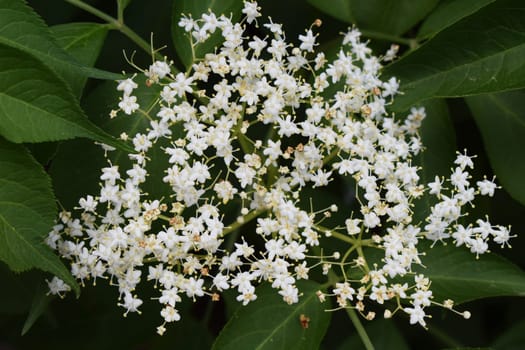 A cluster of small, white flowers of sambucus nigra with five petals, elderflowers. The flowers are densely packed and set against green leaves in the background. Clustered Beauty of Sambucus Nigra