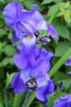 A close-up view of a vibrant purple iris flower. The petals are delicately curved and exhibit a rich, deep purple hue with subtle lighter and darker shades, adding depth and texture to the flower.