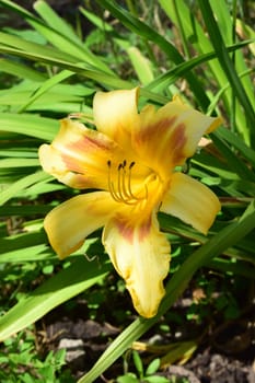 A close-up view of a yellow flower with orange accents on its petals. The flower is in full bloom, surrounded by green leaves and vegetation, it is growing in a natural outdoor environment