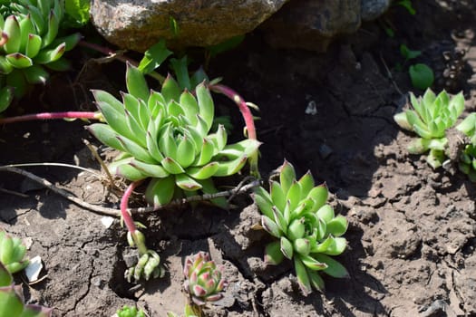 A close-up of a succulent plant with rosette-shaped leaves, displaying shades of green with red tips. Sempervivum tectorum. The plant is surrounded by soil and other smaller succulents. The lighting suggests a sunny environment, highlighting the vibrant colors of the plants.