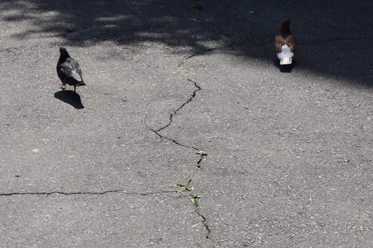 Two pigeons on an asphalt surface. There is vegetation growing along the edge of the sidewalk.