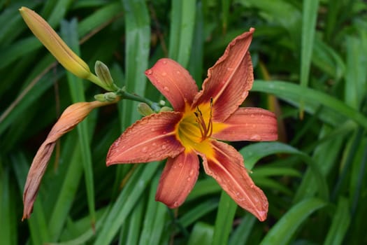 A close-up view of a vibrant orange daylily flower with yellow accents in its center. The background is blurred, consisting of green foliage. Close-Up of Vibrant Orange Daylily with Yellow Accents
