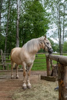Tan horse stands calmly on wooden platform in a serene rural environment surrounded by lush greenery and rustic fencing.