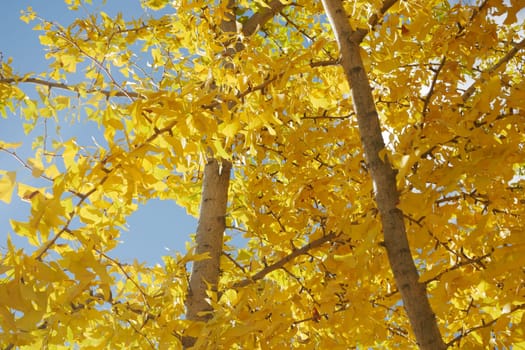Golden foliage fills the trees under a clear blue sky in fall.