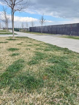 surface of a young lawn with a big bald spots. High quality photo
