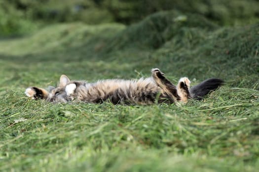 A small cat rolls around happily in the hay