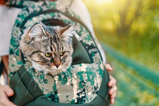 Tabby cat in a bag. The cat went for a walk in his travel bag.