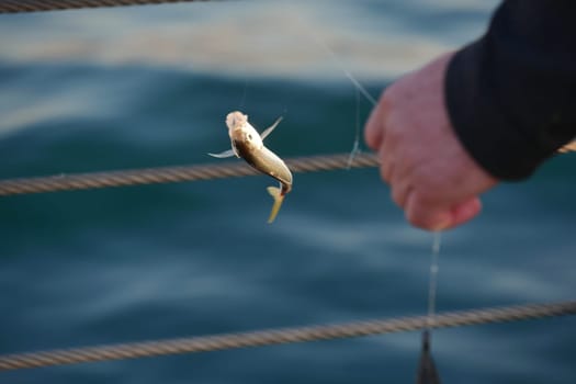 A person pulls in a freshly caught fish by a peaceful sea.