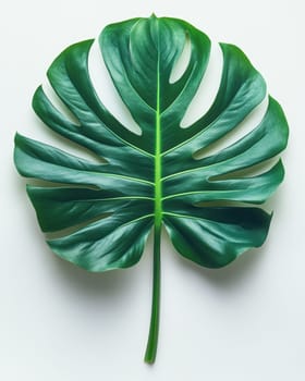 A single green monstera leaf isolated on a light background, highlighting its tropical beauty and elegant simplicity, perfect for summer and botanical themes.