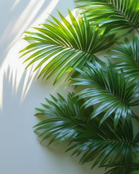 Elegant palm leaves with sunlight shadows on a white wall, creating a fresh, tropical vacation ambiance. Perfect for nature-inspired backgrounds and summer themes.