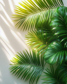 Lush green palm leaves illuminated by sunlight, casting soft shadows on a white background. A perfect tropical summer vacation scene with a relaxing ambiance.