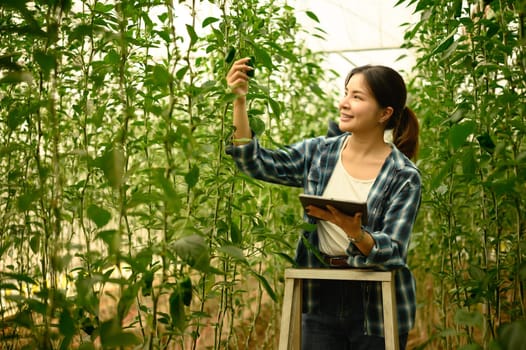 Smart farming woman using digital tablet to inspect chili plants in a greenhouse. Sustainability in farming concept.