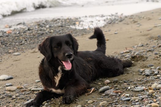 A cheerful black dog lies on a rocky beach, soaking up the sun. Waves gently crash nearby while the dog waits playfully, its tongue hanging out in delight.