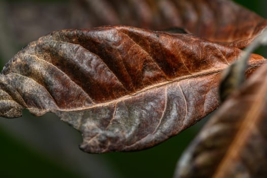 Captivating view of a brown, textured leaf revealing intricate details under soft light in a lush environment.