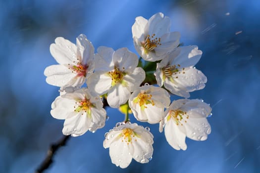 Clusters of delicate cherry blossoms bloom vibrantly with soft white petals and yellow stamens. Water droplets glisten on the petals as the sun shines brightly in the clear blue sky.
