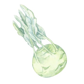 A single kohlrabi depicted in soft green and blue hues. Vegetable hand drawn watercolor clipart for botanical prints, labels, seed packet designs, and health food promotional materials
