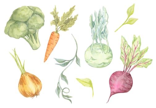 A colorful collection of watercolor vegetables featuring broccoli, onion, carrot, beetroot, and kohlrabi. Ideal for eco-friendly product packaging, menu designs, and garden-inspired decor