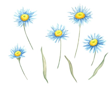 Blue and yellow aster flowers watercolor clipart with delicate green stems. Perfect for creating floral-themed stationery, textile patterns, invitations, or botanical digital designs