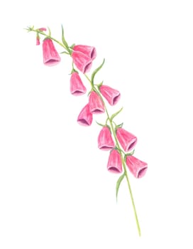 Pink foxglove flowers watercolor clipart with soft green leaves. Perfect for floral arrangements, botanical branding, packaging designs, and elegant wedding invitations