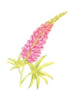 Vibrant pink lupin flower watercolor clipart with yellow-green leaves. Perfect for garden-themed merchandise, botanical wallpapers, nature-inspired decor, and digital artwork
