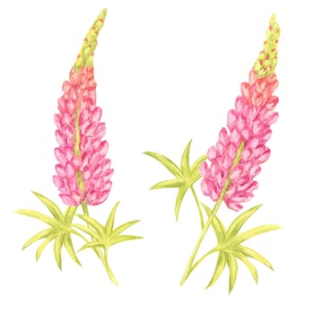 Twin pink lupin stalks watercolor clipart with green leaves. Ideal for creating elegant botanical patterns, wedding designs, digital backgrounds, and decorative prints