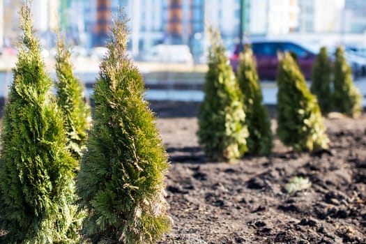 A row of vibrant and colorful conifer plants significantly enhancing urban greenery while basking in the sunlight