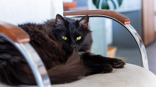 A sleek black cat with enchanting green eyes is comfortably laying on a cozy chair, basking in the warmth and tranquility of the room