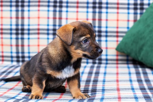 A small brown and white puppy is happily sitting on a cozy plaid couch, looking around with curiosity and excitement while enjoying its comfy spot