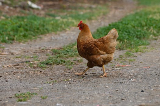 A content hen makes her way down a dusty trail, the warm sun illuminating her feathers as she explores the lush surroundings, embodying the charm of rural life.