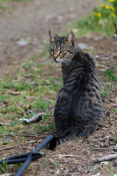 A striped tabby cat sits elegantly on a garden path, surrounded by greenery. The afternoon light casts a warm glow, highlighting its sleek fur while the cat's curious gaze surveys the surroundings.