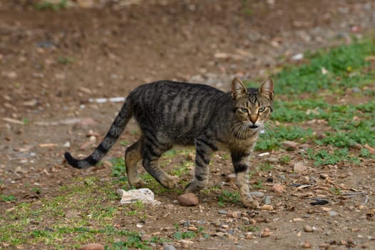 A curious tabby cat ambles through a rustic terrain, surrounded by patches of green grass and small rocks. The afternoon sun casts gentle shadows, highlighting its stripes.