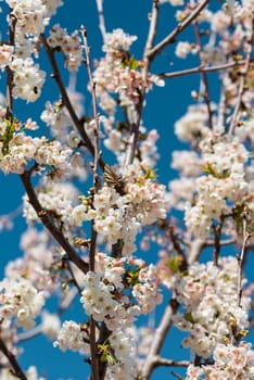 Immerse yourself in a dreamlike scene as a butterfly gently alights on a cherry blossom, with softly blurred branches in the background, illuminated by soft, enchanting light