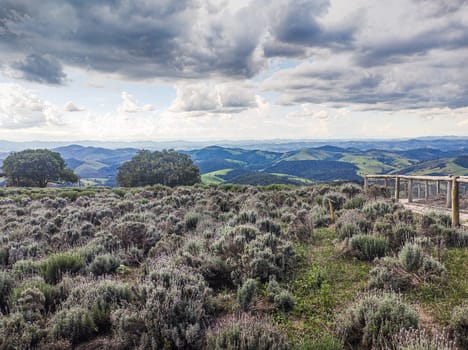 Cunha, São Paulo, Brazil February 6, 2025, lavender fields at altitude, with city in the background and heavy clouds.
