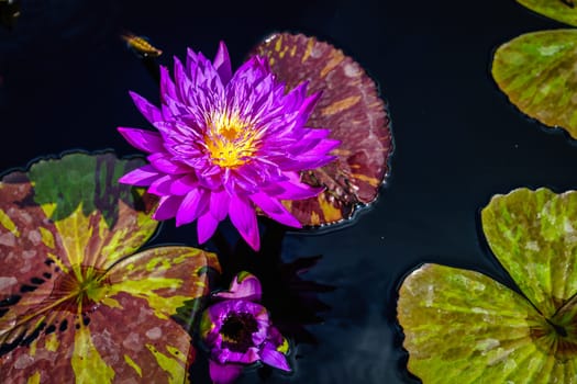Beautiful purple water lily with leaves in a pond