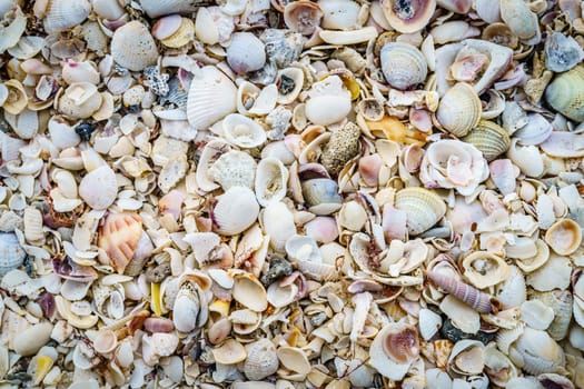Close-up view of seashells on the beach near Venice, Florida