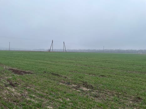 A collection of breathtaking images capturing the beauty of a spring field with newly sprouted plants.