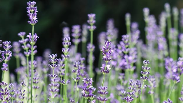 Beautiful purple lavender flowers on a dark background in a sunny garden