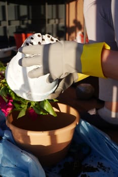 Hands with gloves carefully place a plant into a new pot outdoors.