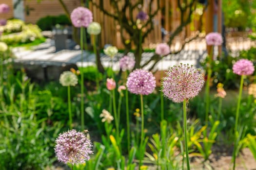 Close up of colourful flowerbed with Persian onion star of Persia (Allium cristophii) in sunny day, selective focus