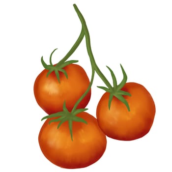 Hand drawn illustration of large cherry tomato on branch. Elegant watercolor vegetable food for packaging farmer market item, logo for tomato producer, sketch drawing