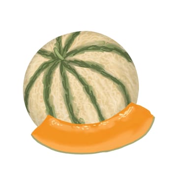 Hand drawn illustration of muskmelon melon slice in white isolated background. Yellow green sweet tasty summer fruit, vegetable vegetarian vegan dessert, ripe nature food eating, healthy diet