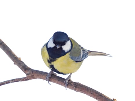 great tit isolated on transparent background. Parus major or Great Tit sitting on a branch and looking at camera, clipping path. Cute bird Great tit, songbird sitting on branch without leaves
