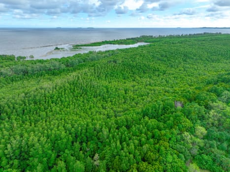 Aerial view green mangrove forest. Natural carbon sinks. Mangroves trees capture CO2. Blue carbon ecosystems. Mangroves absorb carbon dioxide emissions and mitigating global warming. Green ecosystem.